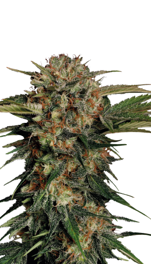 Illatary – Motavation Motavation Strain ® Originally Bred by Serious Seeds
